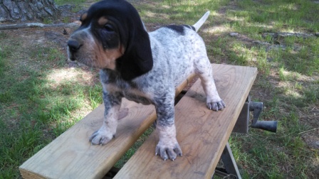 Red tick hound sales puppies for sale